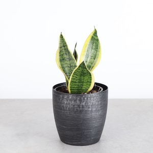 Snake Plant &#39;Superba&#39; | 4&quot; Diameter Plant | Live Houseplant | Multiple Options