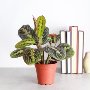 May include: A potted green and red houseplant with large, patterned leaves. The plant is in a terracotta pot and is sitting on a white surface.