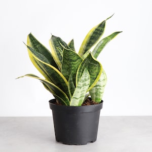 Snake Plant &#39;Laurentii&#39; | 6&quot; Diameter Plant | Live Houseplant | Thorsen&#39;s Greenhouse