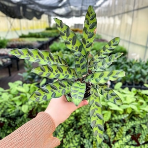 Calathea Rattlesnake | Pet Safe | 4" Diameter Plant | Live Houseplant | Multiple Options