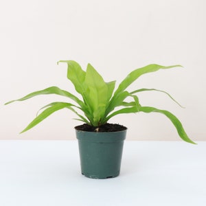 Bird&#39;s Nest Fern | Pet Safe | Live Houseplant | Multiple Options