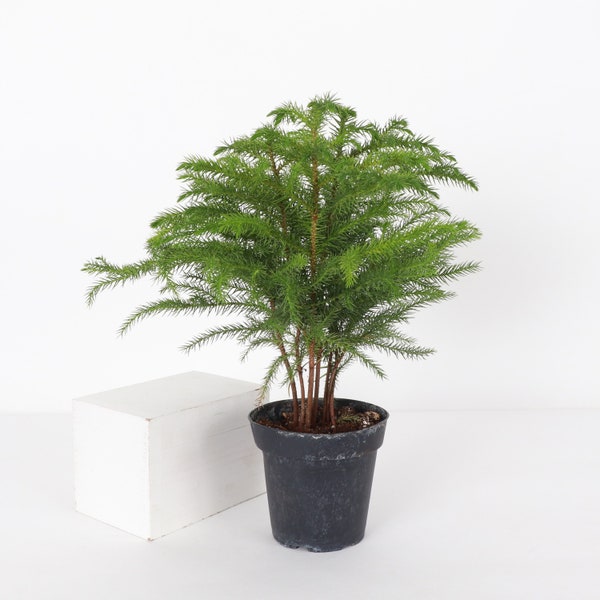 Norfolk Pine - Mini Christmas Tree | 4" Diameter Plant | Live Houseplant | Thorsen's Greenhouse