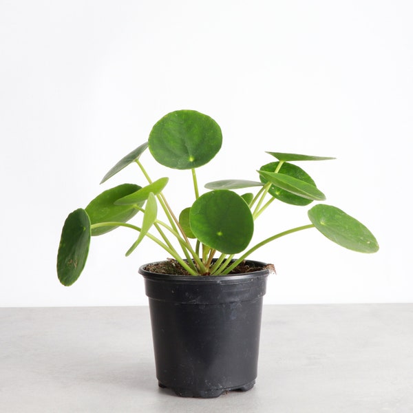 Pilea Peperomioides - Chinese Money Plant | 4" Diameter Plant | Live Houseplant | Multiple Options