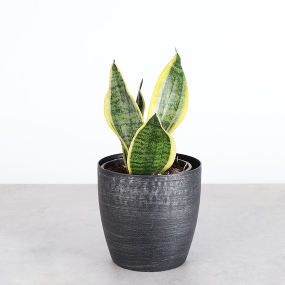 ceramic pot succulent Mini Wood Indoor Plant Stand with Ceramic Pot