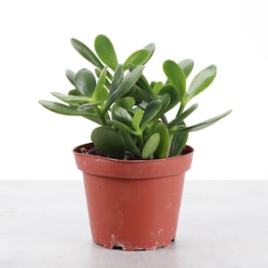May include: A jade plant with thick, fleshy, oval-shaped green leaves growing from multiple woody stems. The succulent is potted in a simple, round, terracotta-colored plastic container with a wide rim and a textured base for drainage.