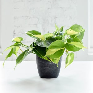 Brazil Philodendron | Trailing Variety | Live Houseplant | Multiple Options