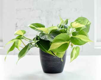 Brazil Philodendron | Trailing Variety | Live Houseplant | Multiple Options