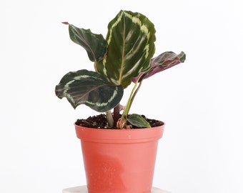 Calathea Medallion | Pet Safe | 4" Diameter Plant | Live Houseplant | Multiple Options