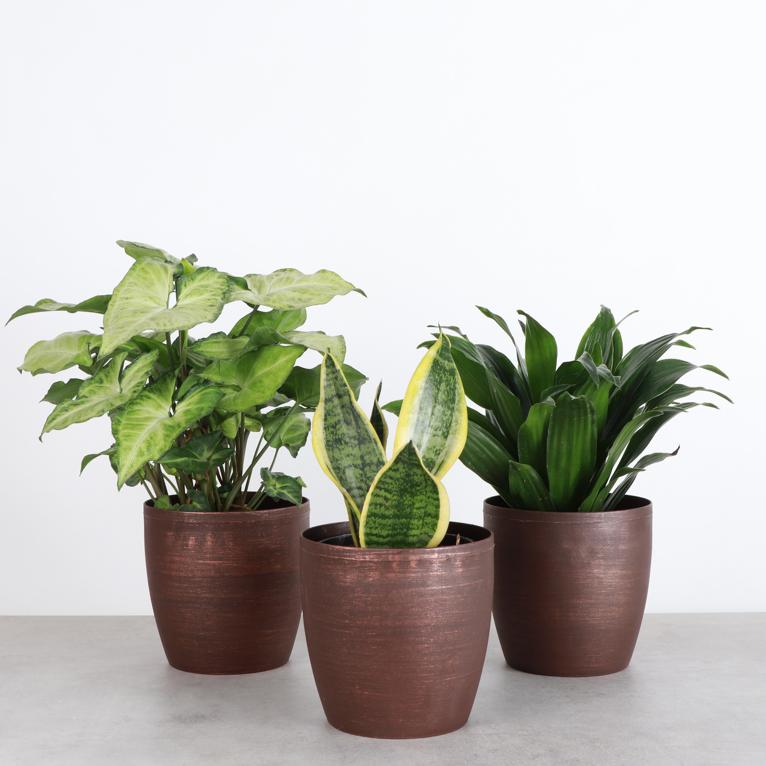 fiddle leaf fig tree in pot 4ft Tall Fiddle-Leaf Fig Tree main image 0