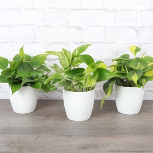 May include: Three potted plants with lush green leaves. The plants are in white ceramic pots, set against a white brick wall and a wooden surface. The foliage displays varied colours and patterns, representing different plant types.