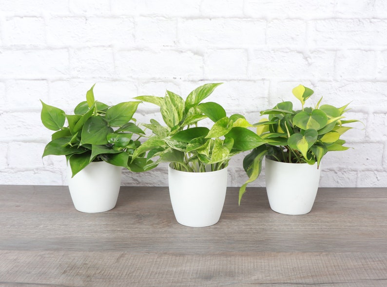 May include: Three potted plants with lush green leaves. The plants are in white ceramic pots, set against a white brick wall and a wooden surface. The foliage displays varied colours and patterns, representing different plant types.