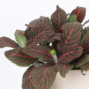 Red Fittonia - Nerve Plant | Pet Safe | 4&quot; Diameter Plant | Live Houseplant | Multiple Options
