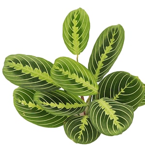 Lemon Lime Prayer Plant Classic Pot 4 Diameter Plant Pet Safe Live Houseplant Thorsen's Greenhouse image 6