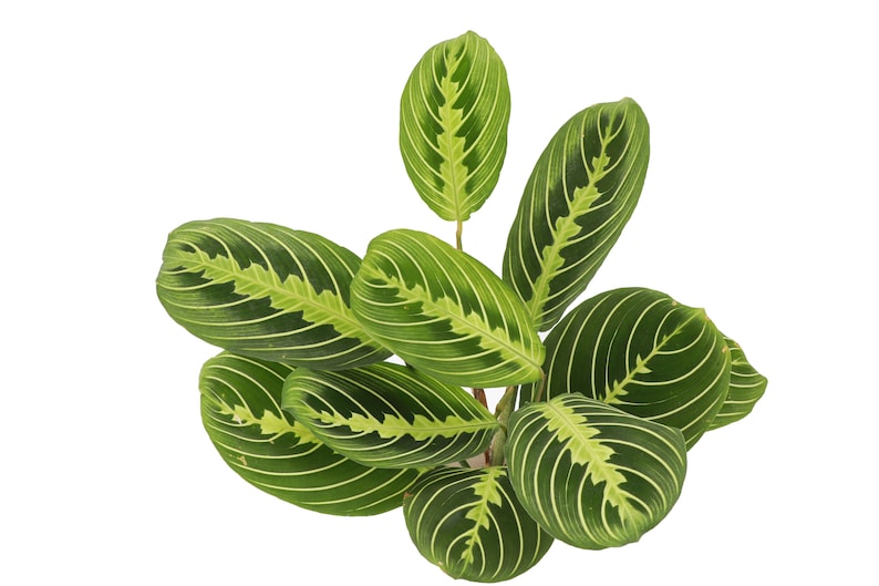 Lemon Lime Prayer Plant Classic Pot 4 Diameter Plant Pet Safe Live Houseplant Thorsen's Greenhouse image 6