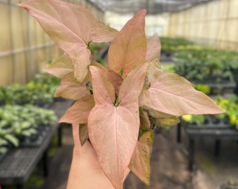 May include: A close-up of a Syngonium plant with large, heart-shaped leaves. The leaves are a soft pink color with darker pink veins and edges. The plant is in a greenhouse setting with other plants in the background.