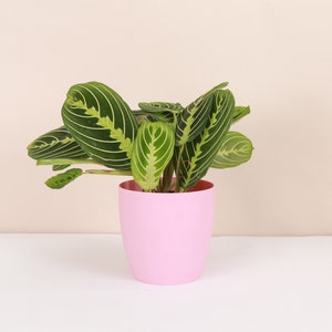 Lemon Lime Prayer Plant Classic Pot 4 Diameter Plant Pet Safe Live Houseplant Thorsen's Greenhouse Blush