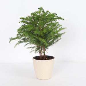May include: A small, green Norfolk Island pine plant in a cream-colored pot. The plant has a full, bushy appearance with needle-like leaves. The pot has a dark rim and sits on a white surface, creating a clean, minimalist aesthetic.