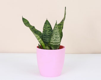 Snake Plant 'Zeylancia' | Classic Pot | 4" Diameter Plant | Live Houseplant | Thorsen's Greenhouse