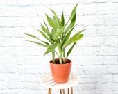 Lucky Bamboo, Dracaena Sanderiana in Biodegradable Pot Live Houseplant Thorsen 39 s Greenhouse