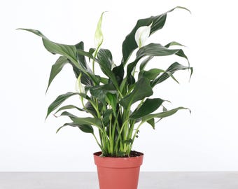Peace Lily | 4" Diameter Plant | Live Houseplant | Thorsen's Greenhouse