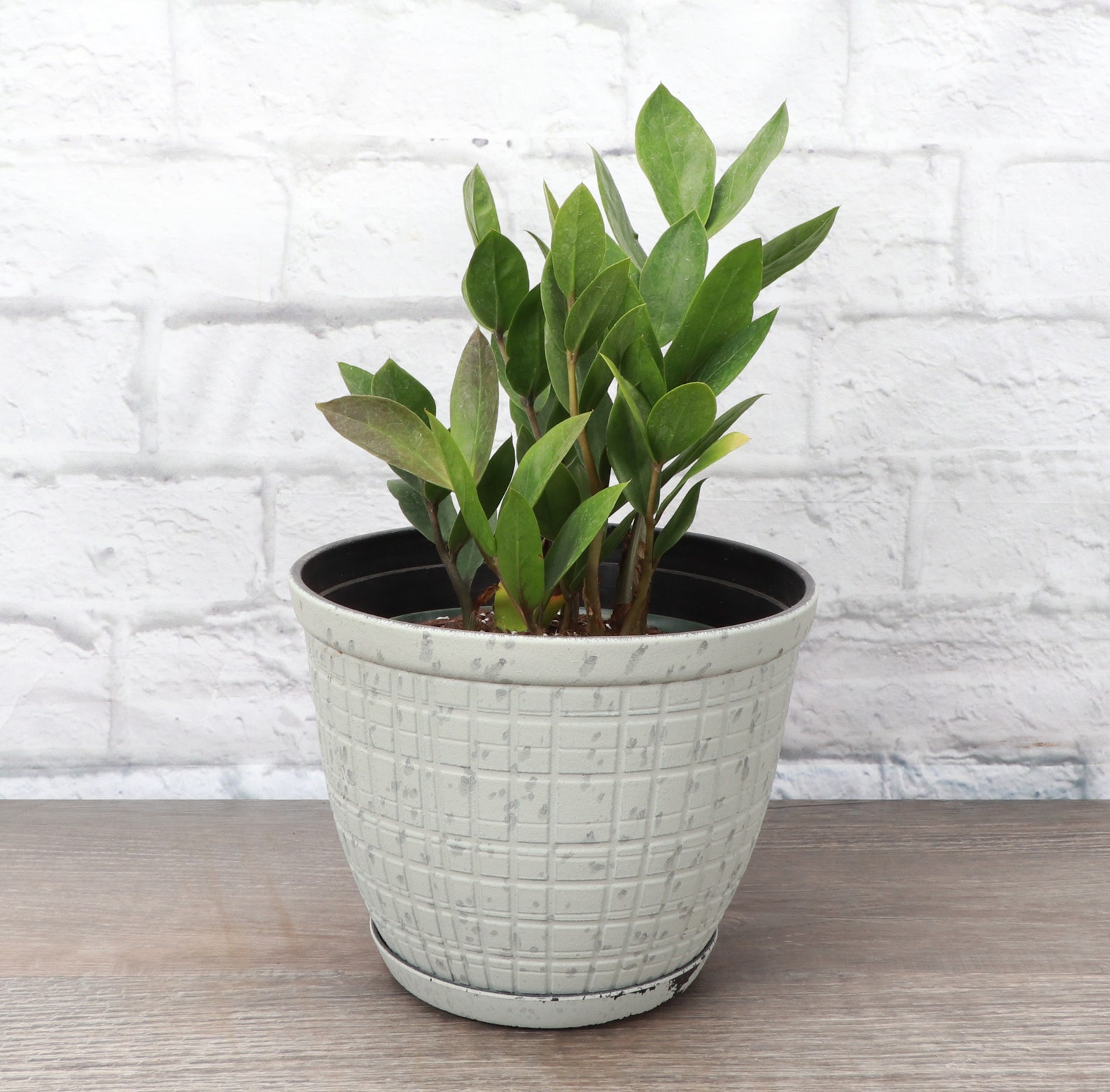 ZZ Plant in Large Rustic Pot with Saucer Etsy