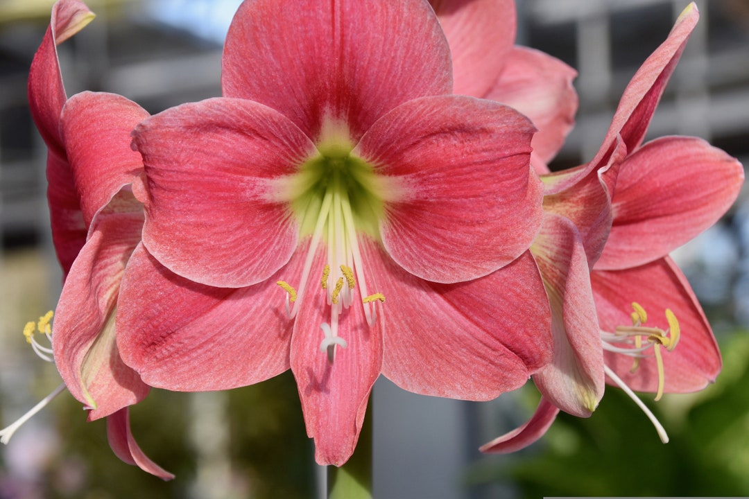 Amalfi Pink Amaryllis Bulb Grow Kit Grow It Yourself Live Houseplant Thorsen's Greenhouse Etsy