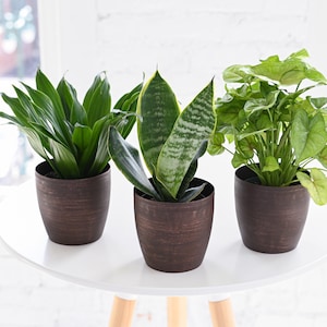 May include: Three potted plants on a white table. The plants are in dark brown pots. The plants include a Dracaena, a Snake Plant, and a Syngonium. The plants are in front of a window.