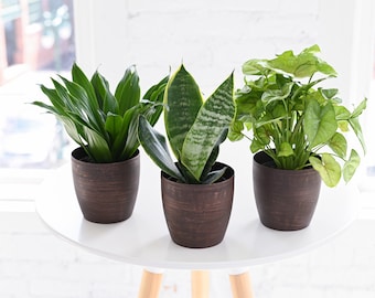 Low Light House Plant Set - Beginner Friendly Mature Plants - Grown in USA