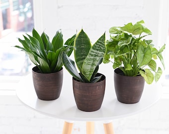 Low Light Plant Set | 4" Diameter Plants | Live Houseplants | Thorsen's Greenhouse