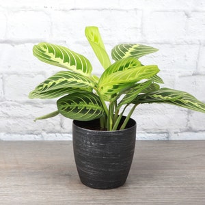 Lemon Lime Prayer Plant Classic Pot 4 Diameter Plant Pet Safe Live Houseplant Thorsen's Greenhouse Brushed Silver