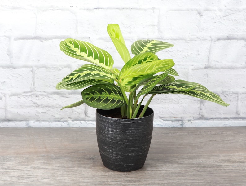 Lemon Lime Prayer Plant Classic Pot 4 Diameter Plant Pet Safe Live Houseplant Thorsen's Greenhouse Brushed Silver