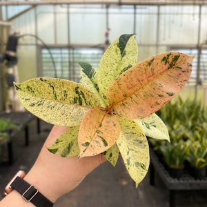 Ficus Shivereana Moonshine Variegated - Rare | 4" Diameter Plant | Live Houseplant | Thorsen's Greenhouse