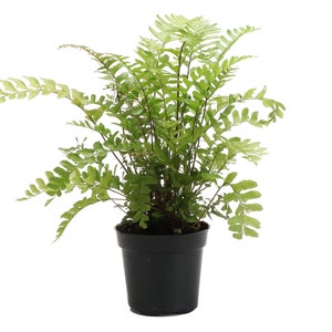Mahogany Fern | 4" Diameter Plant | Live Houseplant | Thorsen's Greenhouse