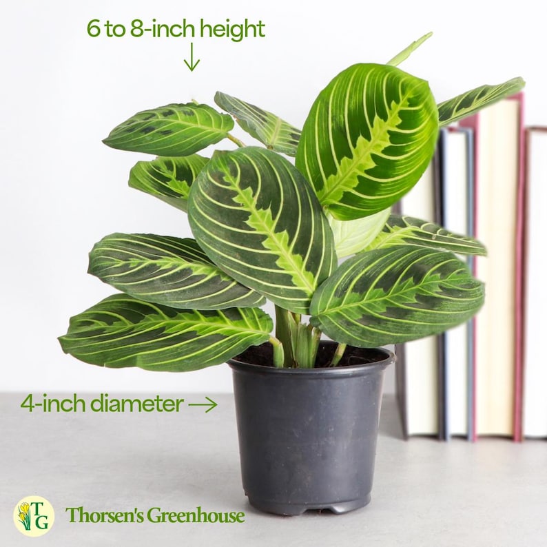 ThorsensGreenhouse Prayer Plant - Thumbnail 2