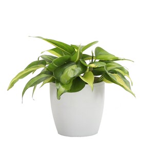 May include: A houseplant in a white pot, featuring green and yellow leaves. The plant's leaves are heart-shaped. The pot is rounded. The background is plain white. The plant is a houseplant.