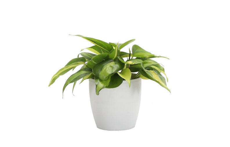 May include: A houseplant in a white pot, featuring green and yellow leaves. The plant's leaves are heart-shaped. The pot is rounded. The background is plain white. The plant is a houseplant.