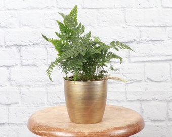 Rabbit's Foot Fern | Classic Pot | 4" Diameter Plant | Live Houseplant | Thorsen's Greenhouse