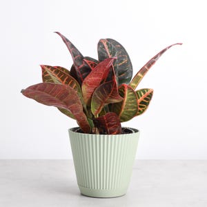 Petra Croton | Ruffle Pot | 4&quot; Diameter Plant | Live Houseplant | Thorsen&#39;s Greenhouse