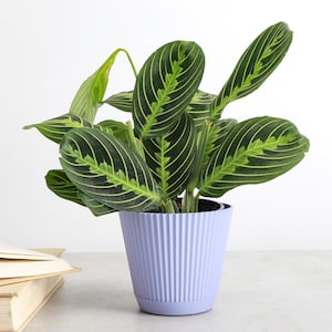 May include: A green houseplant with large, striped leaves in a light purple pot. The plant is sitting on a light gray surface.