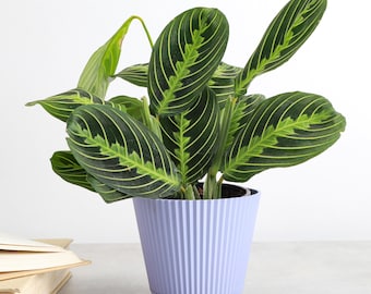 Lemon Lime Prayer Plant | Ruffled Pot | Pet Safe Houseplant (4" Diameter)