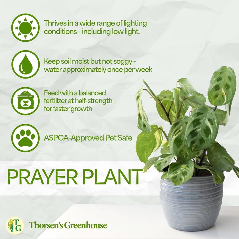ThorsensGreenhouse Prayer Plant - Thumbnail 4