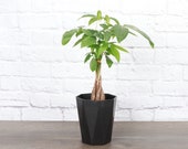 Money Tree Plant Large Modern Planter 4 quot Diameter Plant Live Houseplant Thorsen 39 s Greenhouse