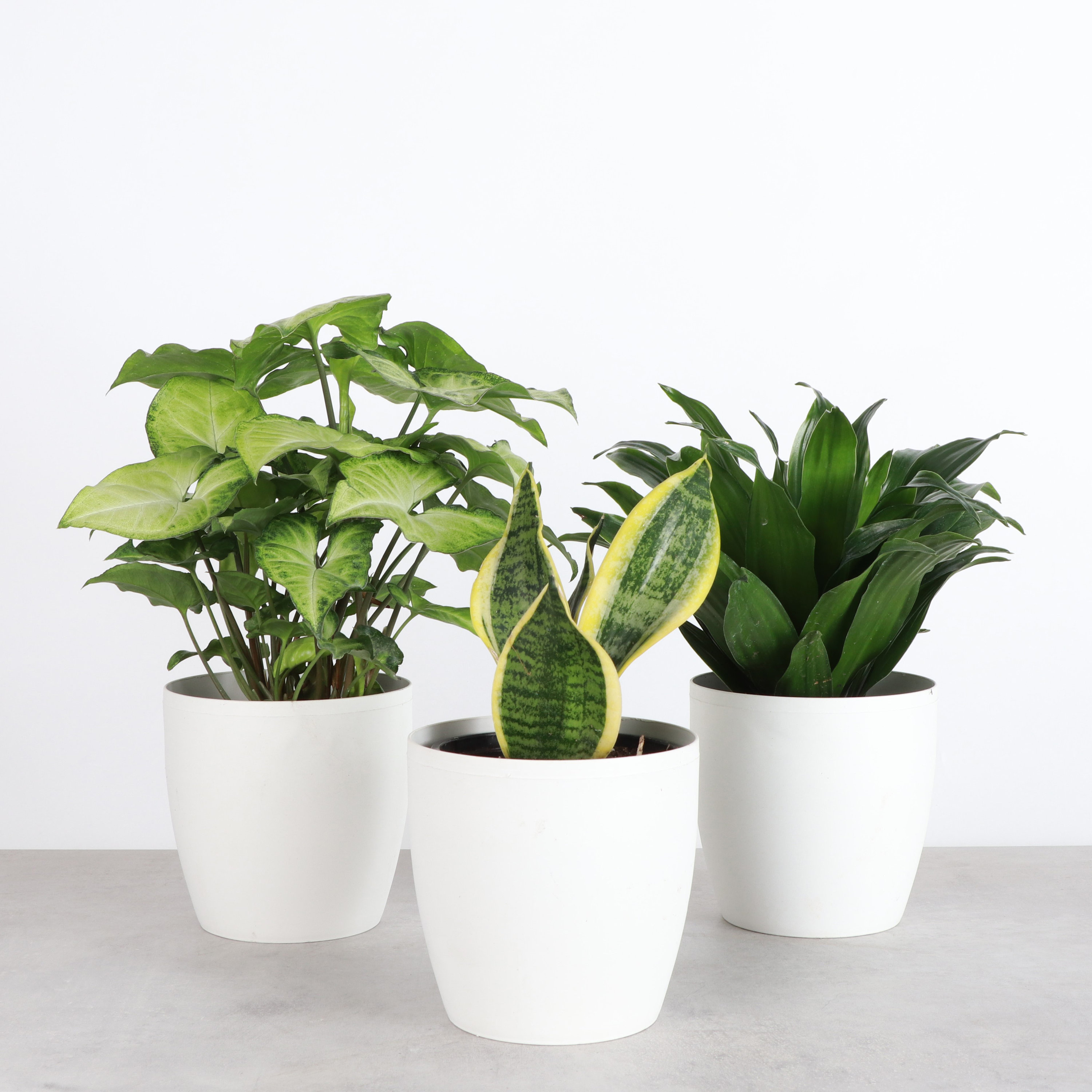 Low Light Plant Set | 4