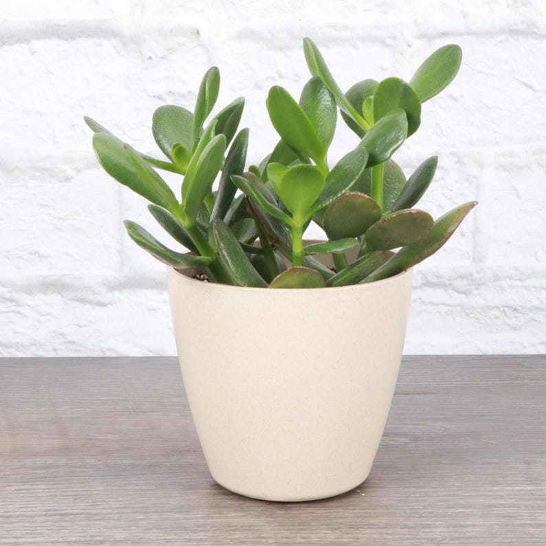 ThorsensGreenhouse Jade Plant - Thumbnail 2