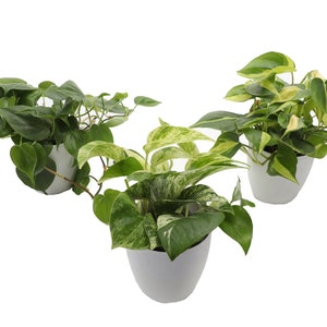 May include: Three potted plants with green and variegated leaves. The plants are in white pots against a white background. The leaves have a heart shape. The plants are a mix of solid green and green with yellow and white variegation.