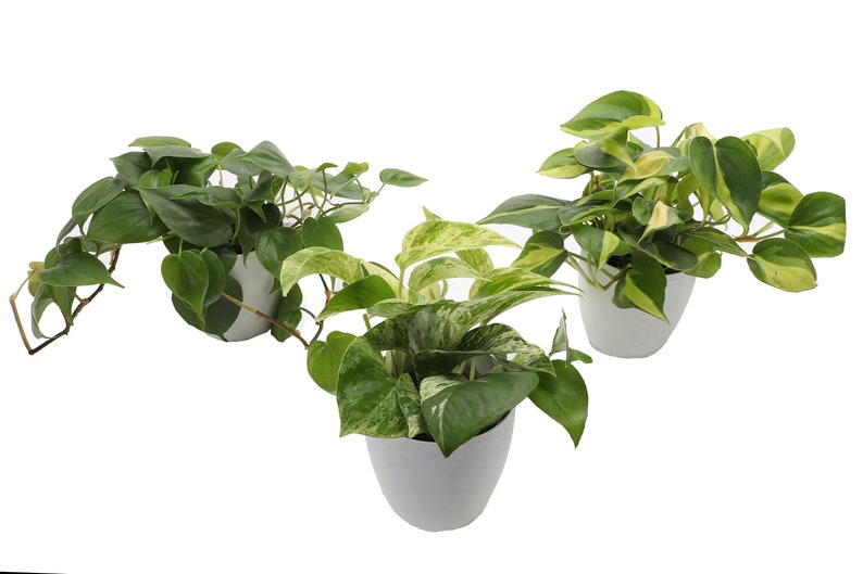 May include: Three potted plants with green and variegated leaves. The plants are in white pots against a white background. The leaves have a heart shape. The plants are a mix of solid green and green with yellow and white variegation.