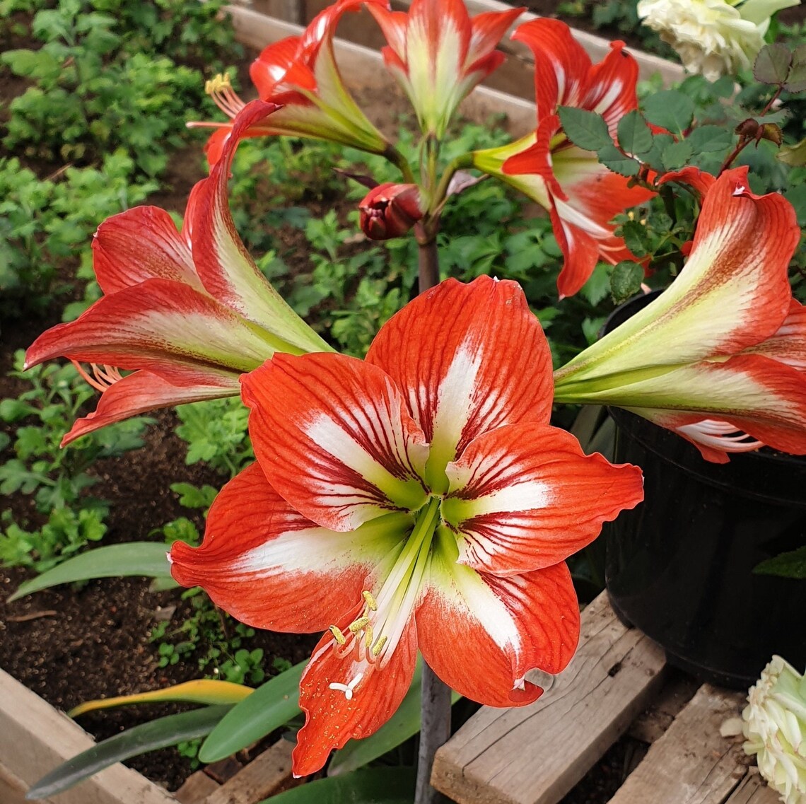 Hot Lips Amaryllis Bulb Grow Kit Grow It Yourself Live Etsy