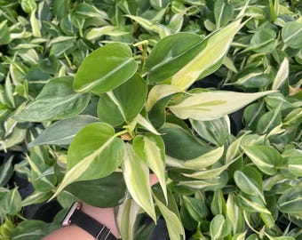 Silver Stripe Philodendron | 4" Diameter Plant | Live Houseplant | Thorsen's Greenhouse
