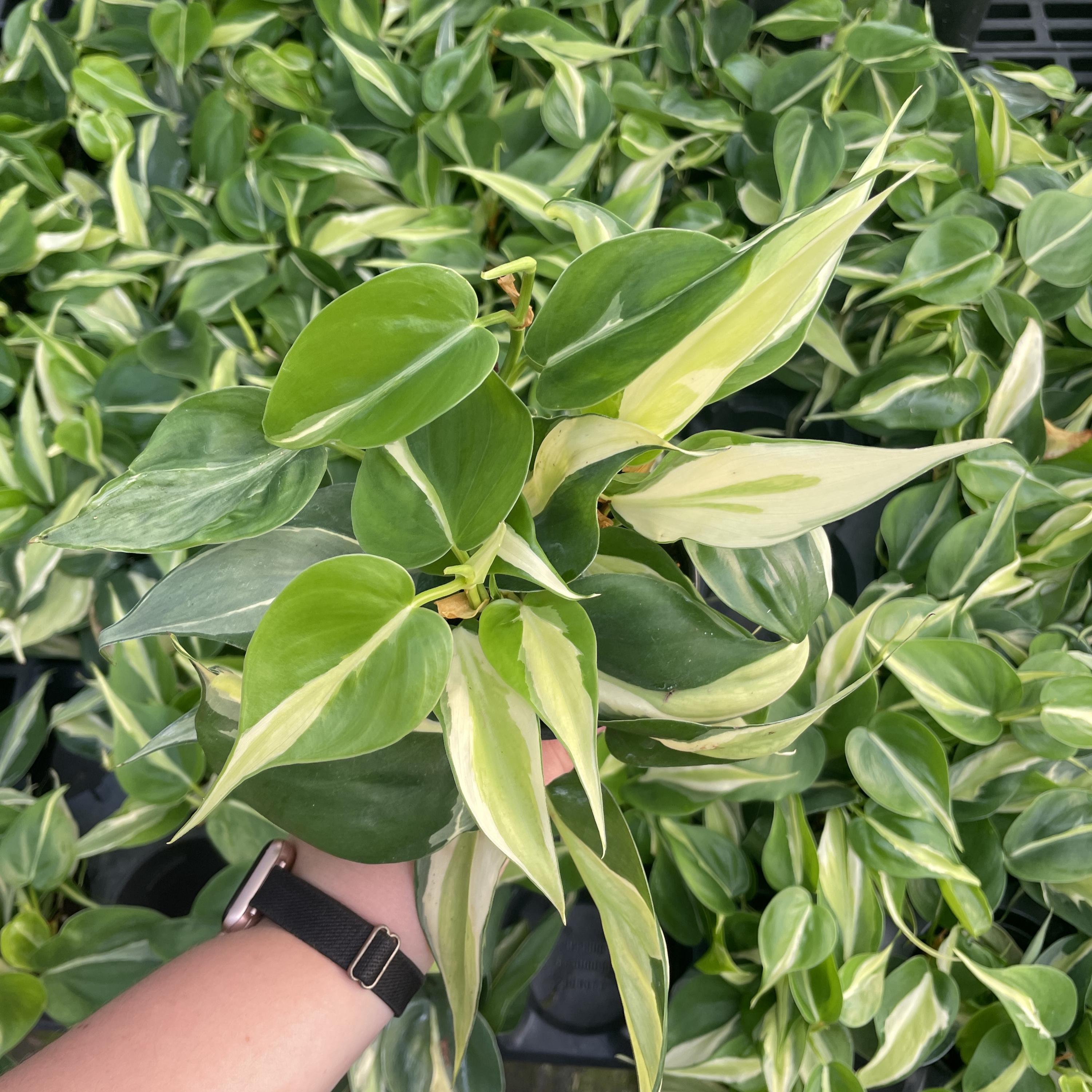 philodendron rojo Philodendron 'Rojo Congo' – Lichen or Knot Plant Company LLC main image 0