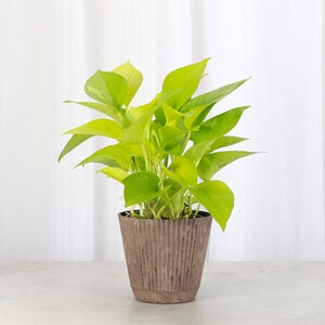 May include: A potted golden pothos plant with bright green leaves in a brown textured pot.